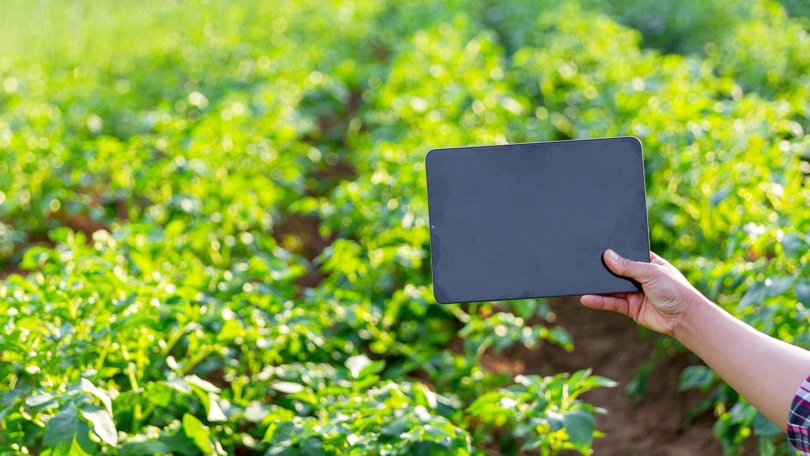 Avanzando en la Innovación Agrícola: Sesión Informativa Online sobre Ecosistemas Europeos de Innovación (EISMEA)