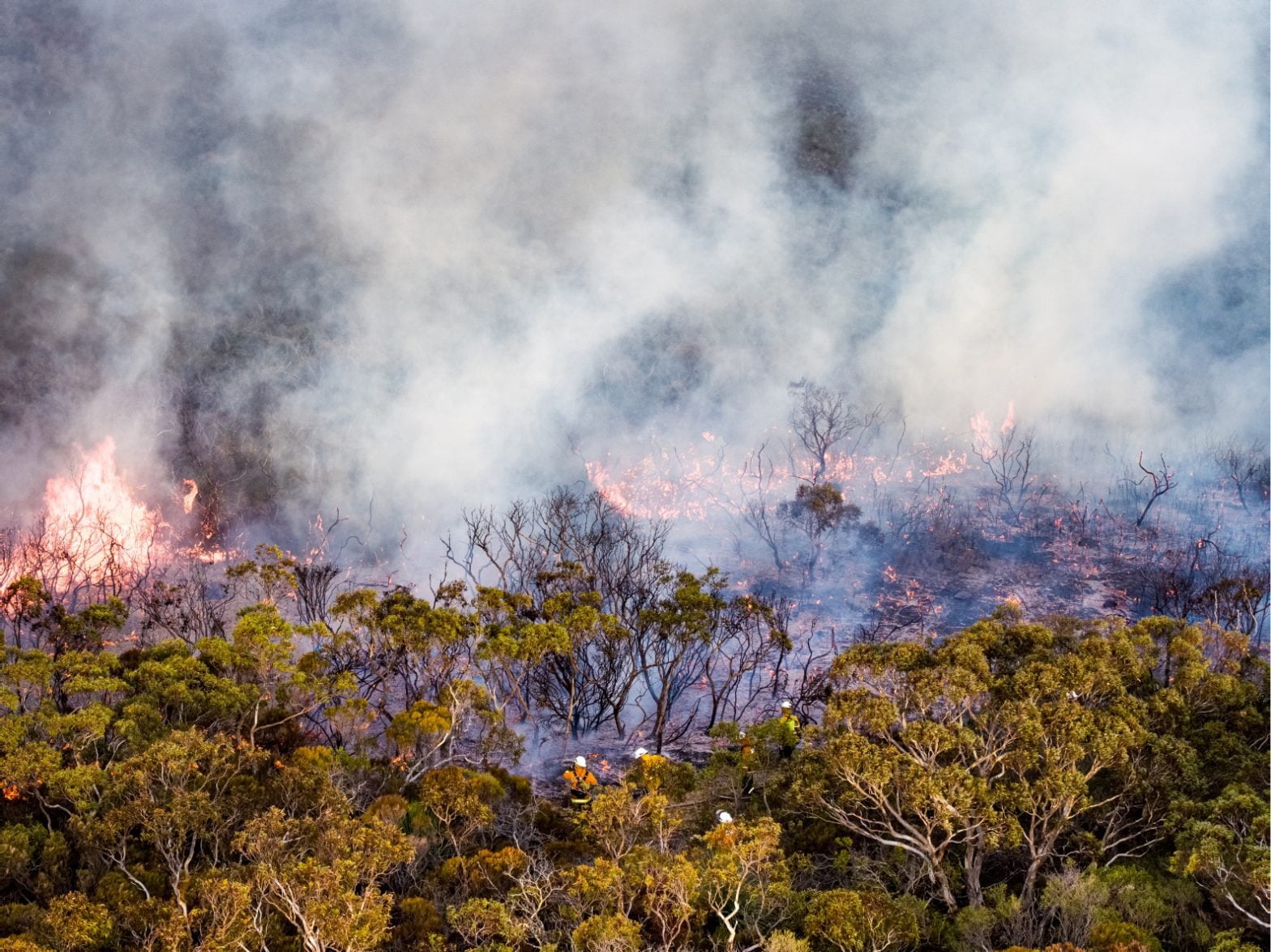El proyecto FIPAS y la Comunidad Temática EIT Climate-KIC fomentan la innovación ambiental con un Sistema de Alarma de Predicción de Incendios Forestales en Pehchevo