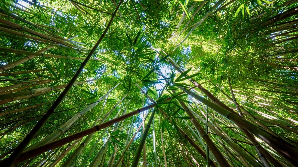 Finnova Foundation joins in the celebration of World Ecology Day